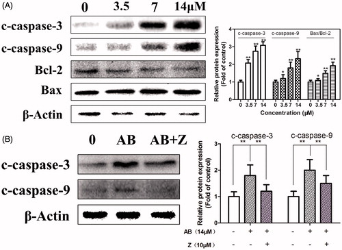 Figure 4. Effects of AB on the expression of caspase-3, caspase-9, the ratio of Bax/Bcl-2 on MCF-7/ADR cells. Cells were treated with or without AB for 48 h at indicated concentrations (A). Cells were treated with 14 μM AB in the presence or absence of 10 μM Z-VAD-FMK (B). c-caspase-3: cleaved-caspase-3; c-caspase-9: cleaved-caspase-9; AB: Annosquacin B; Z: Z-VAD-FMK. Values are presented as the means ± SD, n = 3. *p < 0.05, **p < 0.01 versus vehicle control. β-actin was employed as an internal control.