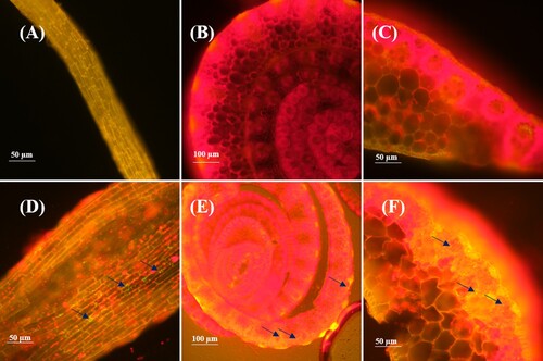 Figure 1. The endophytic E. roggenkampii ED5 strain colonization in sugarcane variety GT11. (a)-(c), root, stem, and leaf tissues of the non-inoculated plants (control); and (d)-(f), GFP-tagged E. roggenkampii ED5 colonization in root, stem and leaf tissues of the inoculated plants observed under confocal laser scanning microscope (CLSM).