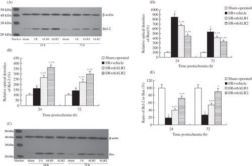 Figure 5. Effects of rhALR treatment on Bcl-2 and Bax expression in kidneys of rats subjected to I/R injury. The expression levels of Bcl-2 (A, B) and Bax (C, D) were low in sham-operated rats, but increased in I/R+vehicle rats. Bcl-2 was up-regulated and Bax was down-regulated in I/R+rhALR1 and I/R+rhALR2 rats compared with I/R+vehicle rats. The Bcl-2/Bax protein ratio significantly increased in both rhALR-treated groups compared with vehicle-treated rats. The Bcl-2/Bax ratio was higher in I/R+rhALR2 rats than in I/R+rhALR1 rats (E).Notes: Data are expressed as mean ± SD.*Denotes p < 0.05 versus the sham-operated group. **Denotes p < 0.05 versus the I/R+vehicle group.