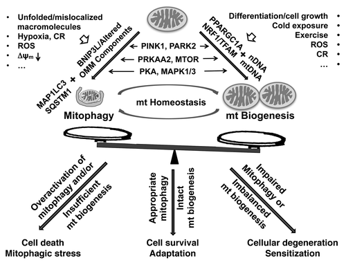 Figure 3. The balance of mitophagy and mitochondrial biogenesis determines cellular adaptation to physiological and pathological stressors. Developmental or pathological stimuli trigger changes on the mitochondrial surface that signal their elimination by the autophagy machinery (top left). Simultaneously, overlapping triggers (e.g., reactive oxygen species [ROS] or caloric restriction [CR]) or activation of shared regulatory pathways (e.g., PRKAA2 or PARK2) function to regulate mitochondrial biogenesis (top right). Individual kinase pathways (MAPK1/3, MTOR, PKA) may show opposing effects on mitophagy and mitochondrial biogenesis to result in either a net decrease or increase in mitochondrial mass. However, restoration of mitochondrial homeostasis under conditions of increased mitochondrial damage would require simultaneous upregulation of mitophagy and mitochondrial biogenesis. This may occur through cellular integration of multiple competing pathways, or involve localized kinase signaling that triggers mitophagy, while biogenesis is triggered elsewhere in the cell. We propose that balanced mitochondrial recycling, as mediated by appropriately coregulated signals for mitophagy and mitochondrial biogenesis, is required for maintaining mitochondrial homeostasis and normal cellular function and survival. However, overactivation of mitophagy relative to the capacity for mitochondrial biogenesis would lead to a net loss of mitochondria, contributing to “mitophagic” cell death in cell types dependent upon mitochondrial function (lower left). Conversely, impaired mitochondrial clearance or excessive/sustained inputs to drive mitochondrial biogenesis also results in imbalanced responses, resulting in increased oxygen consumption and sensitization to stressors (lower right).