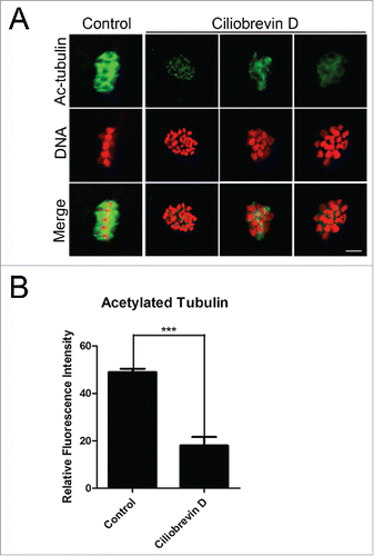 Figure 3. Effect of dynein inhibition on the microtubule stability in porcine oocytes. (A) Representative images of acetylated α-tubulin in control and Ciliobrevin D-treated oocytes. Oocytes were immnunostained with anti-acetyl-α-tubulin (Lys-40) antibody to assess the acetylation level of α-tubulin. Scale bar, 5 μm. (B) Quantitative analysis of the fluorescence intensity of acetylated α-tubulin in control and Ciliobrevin D-treated oocytes. Data were presented as mean percentage (mean ± SEM) of at least three independent experiments. Asterisk denotes statistical difference at a p < 0.05 level of significance.