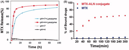 Figure 2. Characteristics of MTX–ALN. (A) MTX release behavior of MTX–ALN at 37 °C. (B) Binding kinetics of MTX and MTX–ALN to bone mineral HA in PBS.