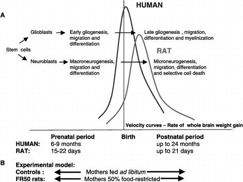 Figure 1 (A) Comparison of the periods of brain growth and development (indicated by the velocity curves) in human and rat. The major developmental cellular processes are also shown. Note the shift of events to the early postnatal period in rats. This schema was adapted from Galler et al. (Citation1997). Below (B) is indicated the FR50 experimental model. In FR50 rats, daily maternal food intake is reduced by 50% from the last week of gestation until the end of lactation.