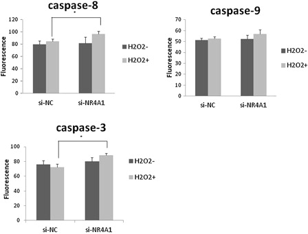 Figure 4. Assay for caspase-3, -8, and -9 activities. HUC-F2 cells transfected with si-NC or si-NR4A1 were treated without or with H2O2 at a concentration of 200 μM for 2 hours. Caspase activity was measured using ApoAlert Caspase Assay plates. Each group contained four dishes. The caspase activity of each dish was measured in duplicate, and the average of the two measurements used. Results are presented as mean ± standard deviation of four dishes in each treatment group. The differences between the groups were analyzed by ANOVA with Fisher's PLSD post hoc method. *P < 0.05 versus control.