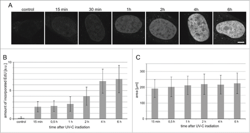 Figure 5. The timecourse of UDS in cells exposed to UVC. (A) Images of EdU in nuclei (central cross-sections) of human fibroblasts at various time points following a UVC insult. Scale bar 5 μm; (B) The relative amounts of EdU incorporated within 0.25 h to 6 h after UVC exposure. Control refers to unirradiated cells. (C) The surface areas of central cross-sections of nuclei of cells, measured at different times after exposure to UVC (10 J/m2). The number of cells measure in each sample was 60–83.