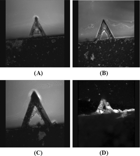 Figure 2 Representative confocal microscopy micrographs of the AFM cantilevers carrying histidine with 200X magnification (with 20X objective and 10X photoocular). Note that A, B, C are standard but D is a 3-D image of the AFM cantilever.
