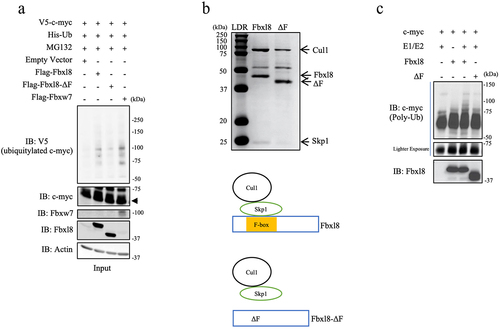 Figure 2. C-myc is a SCFFbxl8 substrate. (a) Lysates from U2OS cells cotransfected with His-Ub, pBABE-c-myc, and Fbxl8, Fbxl8-ΔF, Fbxw7, or Empty Vector were treated with MG132 (20 μM) for 6 hours prior to immunoprecipitation with anti-His beads. Immune complexes were analyzed by western blot for ubiquitinated c-myc (anti c-myc) and F-box proteins (anti-Flag), and β-actin was a loading control. (b) Coomassie stain verifying purified SCF (Skp1-Cul1-F-box) complexes from SF9 cells for Fbxl8 and Fbxl8-ΔF. (c) In vitro ubiquitylation assay was performed in reaction mixtures containing the presence or absence of indicated mixture components. Lysates from assays were analyzed by western blot using antibodies against indicated proteins.