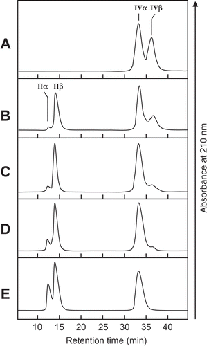 Figure 4. Time-dependent HPLC analysis of the hydrolysis products of (GlcNAc)4 by SdChiA.The enzyme reaction was conducted for 0 min (a), 1 min (b), 5 min (c), 10 min (d) and 30 min (e), respectively.