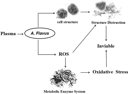 Figure 7. A schematic of plasma sterilization mechanism on antioxidant enzyme.