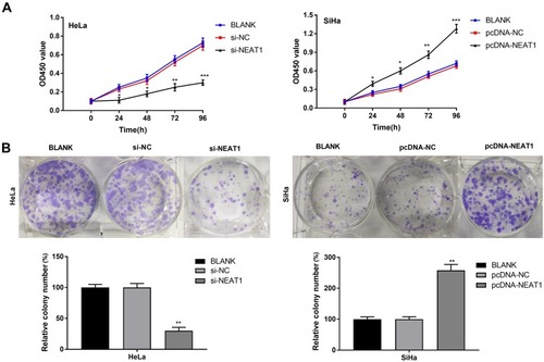 Figure 3 LncRNA-NEAT1 promoted the proliferation of HeLa and SiHa cells. (A) Cell viability of transfected HeLa and SiHa cells was detected by CCK-8 assay. (B) The colony formation of transfected HeLa and SiHa cells was detected by anchorage-independent colony assay. Data were presented as mean ± standard deviation with three replicates. *P < 0.05, **P < 0.01, ***P < 0.001, vs. BLANK group.