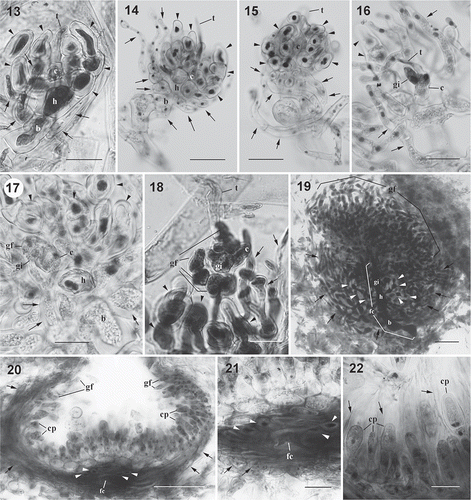 Figs 3. Dichotomaria hommersandii, cystocarp development. (Natal, South Africa). 13. Young carpogonial branch showing carpogonium (c) with trichogyne (t), hypogynous cell (h) producing several enlarged sterile branches (arrowheads), and basal cell (b) bearing few involucral filaments (arrows). 14. Developing carpogonial branch showing carpogonium (c) with trichogyne (t), hypogynous cell (h) producing some enlarged sterile branches (arrowheads) with enlarged stained nuclei, and basal cell (b) bearing several involucral filaments (arrows). 15. Developed carpogonial branch showing carpogonium (c) with trichogyne (t), hypogynous cell (h) producing some enlarged sterile branches (arrowheads) with enlarged stained nuclei, and basal cell (b) bearing more involucral filaments (arrows) that surround the basal cell and the hypogynous cell. 16. Post-fertilization carpogonial branch showing fertilized carpogonium (c) with trichogyne (t), gonimoblast initials (gi), enlarged sterile cells (arrowheads) with dark stained nuclei derived from hypogynous cell, and involucral filaments (arrows) originated from basal cell. Note that the disconnection between the gonimoblast initial and the hypogynous cell is caused by the squashing preparation. 17. Post-fertilization carpogonial branch showing fertilized carpogonium (c), gonimoblast initials (gi) cut off the first cell of the gonimoblast filament (gf), hypogynous cell (h) producing enlarged sterile cells (arrowheads) with dark stained nuclei, and basal cell (b) bearing some involucral filaments (arrows). 18. Post-fertilization carpogonial branch showing fertilized carpogonium (c) with trichogyne (t), gonimoblast initials (gi) bearing few gonimoblast filaments (gf), enlarged sterile cells (arrowheads) derived from hypogynous cell, and involucral filaments (arrows) originated from the basal cell. 19. Cross-section through a young cystocarp showing developing gonimoblast filaments (gf) borne on a large fusion cell (fc) that incorporates gonimoblast initial (gi), hypogynous cell (h) and basal cell (b). Enlarged sterile cells (arrowheads) produced from the hypogynous cell and numerous loosely arranged involucral filaments (arrows) issued from basal cell are not involved in the formation of the fusion cell. 20. Cross-section of mature cystocarp showing gonimoblast filaments (arrowheads) terminally bearing carposporangia (cp), a distinct fusion cell (fc) at basal position of cystocarp with enlarged sterile cells (arrowheads) that originated from hypogynous cell, and modified involucral filaments (arrows) forming a pericarp that surrounds the cystocarp. 21. Close-up of fusion cell (fc) showing sterile cells (arrowheads) that originated from hypogynous cell and involucral filaments (arrows) cut off from the basal cell. 22. Closer view of mature cystocarp showing inner gonimoblast filaments (arrows) and carposporangia (cp) within the remnant of old cell walls (arrows). Scale bars = 25 µm (Figs 13, 16–18, 21, 22), 50 µm (Figs 14, 15, 19) and 100 µm (Fig. 20).