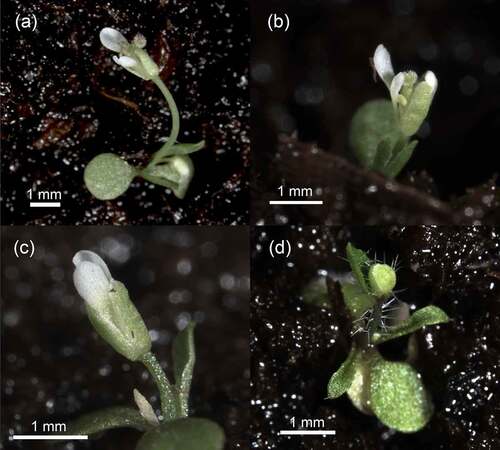 Figure 4. Phenotypes of primary transformants of Arabidopsis Col-0 carrying CfFTL2–1 under the complex metoxyfenozide-inducible promoter (Vge:TM-2:5×m:cfftl2–1), which flowered without chemical induction. Plants started to bolt immediately after germination. Some of them formed minuscule flowers (a, b, c), others produced tiny flower buds with long trichomes (d). All the plantlets died without generating viable seed. Photo: Lukáš Synek.