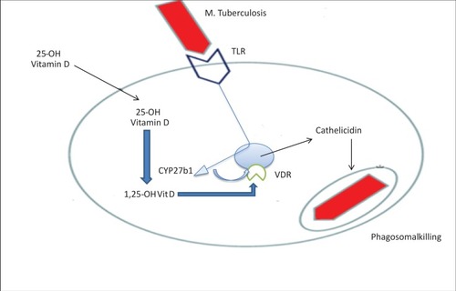 Figure 2 Role of vitamin D for the production of cathelicidin. Mycobacterium tuberculosis-derived macrophages with TLR2/1L stimulate the expression of VDR that connects to Vit-D and inhibits Mtb through inducing innate immune responses that produce cathelicidin.