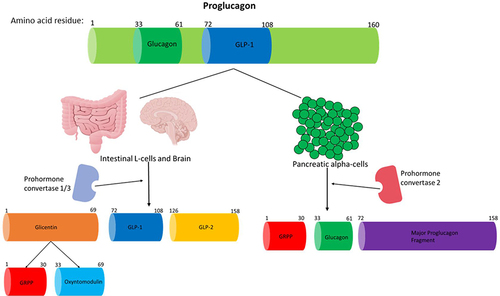 Figure 2 A summary of how proglucagon is alternatively processed in different tissues to produce the desired products. Proglucagon undergoes alternative processing by prohormone convertase enzymes in islet alpha-cells, L-cells of the gut and neuronal cells. Glucagon and GLP-1 are both pivotal hormones needed to maintain metabolic homeostasis. Only the biologically active products are shown and just GLP-1 and glucagon activity are discussed in this review. This figure and the information in its legend are adapted from these studies.Citation26,Citation107,Citation108,Citation112