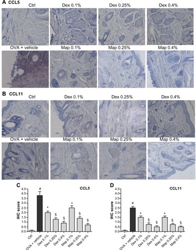 Figure 9 Map and Dex eye drops, administered 2 hours after antigen challenge, reduce conjunctival CCL5 and CCL11 protein levels in guinea pigs sacrificed 24 hours after OVA challenge.