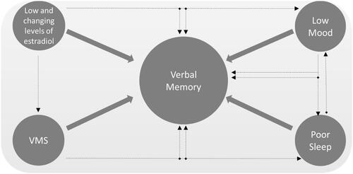 Figure 2. Model linking estradiol and menopausal factors to verbal memory dysfunction. VMS, vasomotor symptoms.