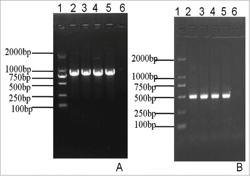Figure 5. Detection of the pagA gene and the lef gene on the plasmid pXO1 via PCR amplification Figure 5A shows PCR amplification of the pagA gene in different B. anthracis strains. The pagA gene was positively detected in the untreated A16R strain (Lane 2) and heat-treated strains (A16R I ∼ A16R III). Lane 1 is a Standard DNA marker, Lane 2 is the A16R strain, Lane 3 is the A16R I strain, Lane 4 is the A16R II strain, Lane 5 is the A16R III strain, and Lane 6 is the negative control. Figure 5B shows PCR amplification of the lef gene in different B. anthracis strains. Similar to pagA gene detection, the lef gene was amplified in the untreated A16R strain (Lane 2) and heat-treated strains (A16R I ∼ A16R III). Lane 1 is a Standard DNA marker, Lane 2 is the A16R strain, Lane 3 is the A16R II strain, Lane 4 is the A16R II strain, Lane 5 is the A16R III strain, and Lane 6 is the negative control.