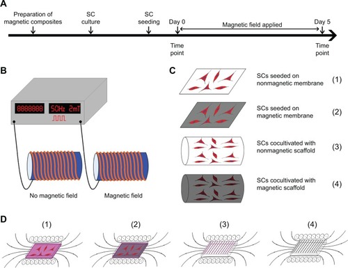 Figure 2 Schematic view of this experiment.Notes: (A) Experimental time scale. (B) The device used to expose SCs to the MF and the no-MF stimulations. The solenoid was wired to a pulse generator. (C) The membrane and scaffold seeded with SC model. (D) The distribution of the MF in the solenoid. Models were placed in the axial plane of the solenoid.Abbreviations: SCs, Schwann cells; MF, magnetic field.