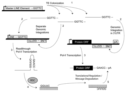 Figure 5 Molecular events responsible for miR establishment. MiRs “arise” when an advantageous regulatory niche has developed out of a series of random TE insertions after which the fortuitous formation of a TE juxtaposition (shown, Fig. 2) and subsequent processing by RISC can lead to miR establishment if the resulting small RNAs confer some regulatory advantage in order to be selected for (e.g., improved cell tolerance to apoptotic stimulus due to delayed response accompanying translational repression). Numbers indicate the sequential steps necessary for miR establishment. Thick lines indicate genomic DNA and thin lines denote RNA.