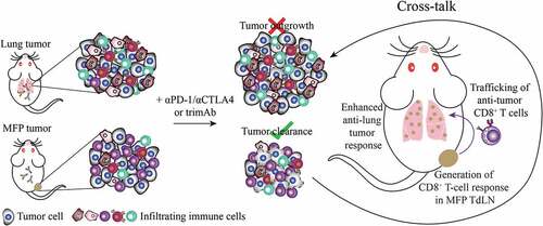 Figure 5. Model of cross-talk between MFP and lung tumors. In isolation, treatment of 67NR MFP tumors with immunotherapy generates an anti-tumor response able to completely eradicate tumors. In contrast 67NR lung tumors are unable to mount an effective anti-tumor immune response. When present simultaneously, lung tumors could be eradicated in a CD8+ T cell-specific manner. Therefore, we propose a model where a tumor-specific CD8+ T cell response is generated in the MFP TdLN and these T cells enter into circulation where they can be recruited to the lung TME, resulting in enhanced anti-lung tumor responses.