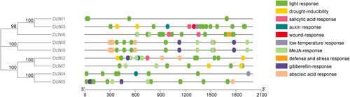 Figure 5. Analysis of cis-acting sequence of DcNI gene promoters in D. catenatum.