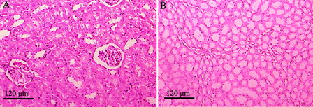 Figure 3. Photomicrographs of rat kidney specimens stained with haematoxylin and eosin (magnification ×100) in the control group with normal histology. (A) cortex and (B) medulla.
