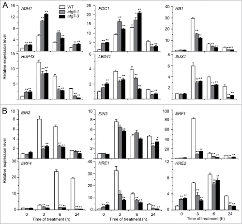 Figure 3. Relative transcript levels of hypoxia-responsive genes (A) and ethylene-responsive genes (B) in the wild type (WT) and atg mutants (atg5-1 and atg7-3) upon submergence. Total RNA was isolated from 4-wk-old WT and atg mutants at 0, 3, 6, and 24 h after light submergence treatment. Transcript levels relative to WT at 0 h were normalized to that of ACT2. The experiments have been repeated 3 times with biological replicates and similar results were obtained. Data are average values ± SD (n = 3) of 3 technical replicates. Asterisks indicate significant differences from WT (*, P < 0.05; **, P < 0.01 by the Student t test).