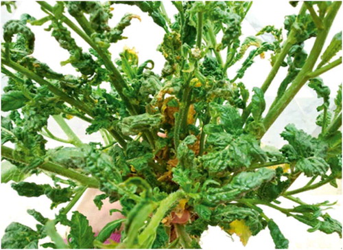 Fig. 1 (Colour online) A plant of Charlock mustard (Sinapis arvensis) showing severe leaf curling symptoms due to natural infection by a complex of begomoviruses.