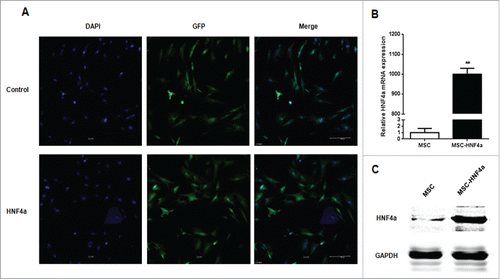 Figure 2. HNF4α stably expressed in MSCs. (A) The transduction efficiency of MSCs infected with lentiviral vectors was assessed based on the GFP expression in MSCs by immunofluorescence staining, and more than 90% of MSCs stably expressed GFP; (B) Real-time PCR showed that the HNF4α mRNA expression was significantly up-regulation in MSC-HNF4α compare with MSC (p < 0.01); (C)Western blotting indicated that the HNF4α protein expression was elevated.