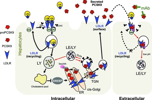 Figure 3 Current cellular model for PCSK9-assisted LDLR degradation. The pink rectangle at the cell surface and in endosomes denotes a putative PCSK9 cofactor needed for LDLR degradation. The gray rectangle in the ER denotes a putative ER cargo receptor.