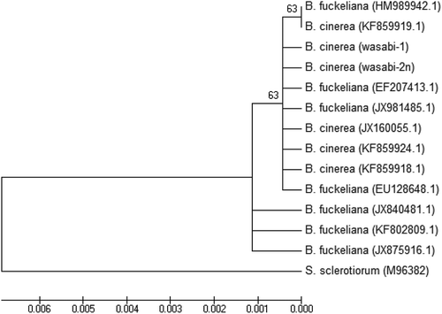 Fig. 7 A phylogenetic tree constructed with ITS1-5.8S-ITS2 rDNA sequence of the two Botrytis isolates from this study (‘wasabi-1’ and ‘wasabi-2’), and other isolates of Botrytis retrieved from GenBank. Sclerotinia sclerotiorum was used as the out-group taxon. Number of bootstrap support values ≥50% based on 1000 replicates.