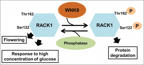 Figure 1. Phosphorylation of RACK1 by WNK8. WNK8 interacts with and phosphorylates RACK1 at Ser122 and Thr162. Phosphorylation of RACK1 promotes protein degradation. An unidentified phosphatase counteracts RACK1 phosphorylation by WNK8. Nonphosphorylated RACK1 protein acts downstream of WNK8 to regulate flowering and response to high concentration of glucose.