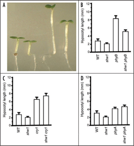 Figure 1 SHW1 and phyB Function antagonistically to Regulate Hypocotyl Length in WL. (A) Visible phenotype of 6-day-old constant WL (15 µmol m−2 s−1) grown segregated wild type, shw1-1, phyB and shw1 phyB seedlings shown from left to right, respectively. (B–D) Hypocotyl lengths of 6-day-old constant WL (15 µmol m−2 s−1) grown segregated wild type (WT) and various mutant seedlings.