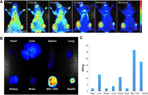 Figure 7 In vivo targeting imaging of A54-Dex-PLGA micelles.Notes: Fluorescence images (A) of the mice bearing BEL-7402 and HepG2 cells on left and right sides at different time points after subcutaneous injection of ICG-loaded A54-Dex-PLGA micelles. (B) Ex vivo fluorescence images of dissected organs and tumors at 48 hours postinjection. (C) The accumulation of ICG/A54-Dex-PLGA micelles in tissues was calculated as %ID/g (the percentage of the fluorescent intensity per gram of tissue).Abbreviations: ICG, indocyanine green; A54-Dex-PLGA, A54 peptide-functionalized poly(lactic-co-glycolic acid)-grafted dextran.