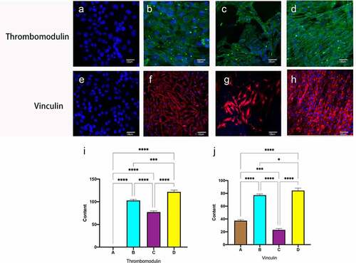 Figure 7. Immunofluorescent staining of thrombomodulin and vinculin. Static group (a, e). constant 60s (b, f);constant 1 s pulse(c, g); gradually increased the pulse frequency (D, H,). Immunofluorescence staining for Thrombomodulin (i), Vinculin (j) was quantified using Image J pro by the meaning of fluorescence intensity. *P < 0.05, **P < 0.01, ***P < 0.001. Scale bars = 100um.