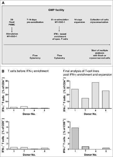 Figure 1. GMP grade isolation and expansion of NY-ESO-1-specific T cells. (A and B) Peripheral blood mononuclear cells (PBMCs) from healthy donors were pre-sensitized with NY-ESO-1 overlapping peptides and IFNγ-secretion was analyzed after re-stimulation with NY-ESO-1 (as indicated below) followed by IFNγ-based enrichment and expansion using good manufacturing processes (GMP). (A) Time schedule of the protocol for generating NY-ESO-1-specific T cells using overlapping peptide pools of NY-ESO-1. (B) Frequencies of IFNγ+CD4+ and IFNγ+ CD8+ T cells directly before IFNγ enrichment and in the final T-cell product (after IFNγ enrichment and 14 d of expansion). Analyses were performed using overlapping peptide pools and determined by intracellular IFNγ staining after 6 h of re-stimulation with NY-ESO-1 antigen-pulsed or actin S control antigen (ACTS) dendritic cells (T cells: DC 10:1). Background values induced by stimulation with overlapping ACTS control peptide pools were subtracted. GMP grade large scale T-cell generation was done from 4 donors as proof of principle.