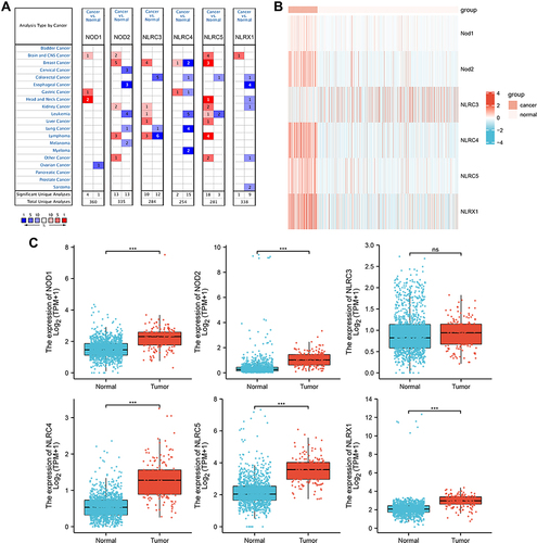 Figure 1 NLRC expression in cancer. (A) According to Oncomine, Graph of the number of datasets showing statistically significant increase (red) or decrease (blue) of NLRC family mRNA expression in GBM samples and corresponding normal tissues. Heatmap (B) and Box plots (C) showing the relative expression level of NLRC family between GBM and normal samples in GTEx/TCGA. ***p < 0.001.