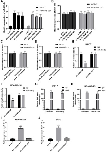 Figure 3 (A) miR-411-5p expression in LINC00461 down-regulated MCF-7 and MDA-MB-231 cell lines. (B) miR-491 expression in LINC00461 down-regulated MCF-7 and MDA-MB-231 cell lines. (C) LINC00461 expression in miR-411-5p up-regulated MCF-7 and MDA-MB-231 cell lines. (D) LINC00461 expression in miR-411-5p down-regulated MCF-7 and MDA-MB-231 cell lines. (E) The relative luciferase activity in MCF-7 cells cotransfected with luciferase reporter vectors containing Linc00461-WT or Linc00461-MUT and miR-control or miR-411-5p. (F) The relative luciferase activity in MDA-MB-231 cells transfected with luciferase reporter vectors containing Linc00461-WT or Linc00461-MUT and miR-control or miR-411-5p. (G) RIP assays were performed in MCF-7 cells. (H) RIP assays were performed in MDA-MB-231 cells. (I) RNA pull-down assays were performed in MCF-7 cells. (J) RNA pull-down assays were performed in MDA-MB-231 cells. Data represent the mean ± SD. **P <0.01. ***P <0.001. The experiments were independently repeated at least three times.