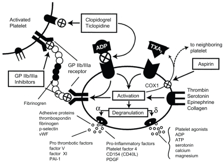 Figure 1 Platelet inhibition mechanisms.Copyright © 2003, American College of Cardiology. Reproduced with permission from Metha SR, Yousuf S. Short- and long-term oral antiplatelet therapy in acute coronary syndromes and percutaneous coronary intervention. J Am Coll Cardiol. 2003;41(4 Suppl S):79S–88S.