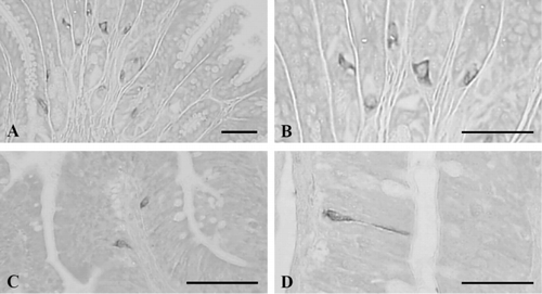 Figure 5. Cells stained for CCK-8 cells in the alimentary tract of the Korean golden frog. Open- or close-typed cells were dispersed in the mucosal glands of the pylorus (A, B), and only open-typed cells were detected in the epithelium of the duodenum (C) and ileum (D). Scale bars = 80 µm; PAP method.