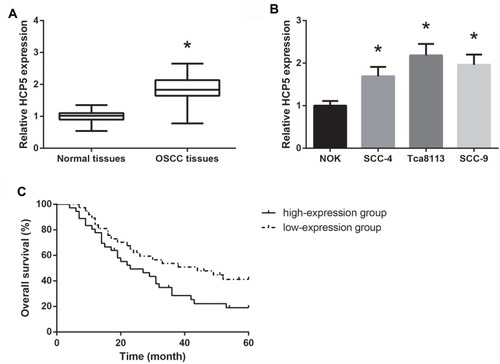 Figure 1 HCP5 is overexpressed in OSCC. (A) RT-qPCR analysis of HCP5 expression levels in clinical OSCC tissues. (B) RT-qPCR analysis of HCP5 expression levels in a series of OSCC cell lines. (C) Kaplan–Meier analysis of the association between HCP5 expression and overall survival in OSCC patients. Data are presented as mean ± SD. *P<0.05 versus normal tissues or NOK cells.