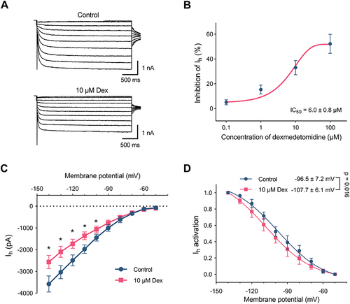 Figure 5 Dexmedetomidine inhibits Ih current amplitude and shifts the voltage dependence of HCN channels in DRG neurons.