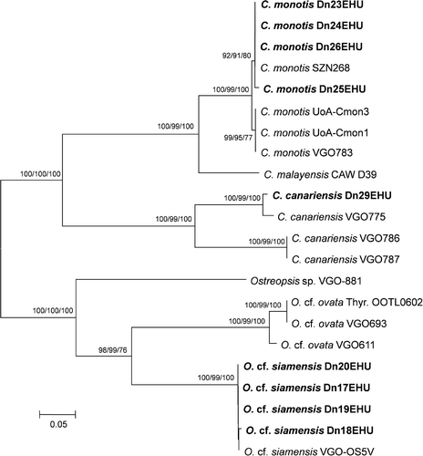 Fig. 56. Phylogenetic analysis of the 536-bp long 28S rDNA LSU sequences of 22 taxa of Coolia and Ostreopsis (neighbour joining tree, Kimura 2-parameter substitution model). Values on branches are bootstrap values for ML/MP/NJ (1000 iterations).