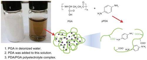 Figure 1 Schematic illustrations of PDA-incorporated nanoparticles based on ion-complex formation between PDA and PGA. Weight ratio of PDA/PGA was 20/50 (mg/mg). The opaque solution of PGA was readily changed to a transparent solution by addition of PDA.Abbreviations: PDA, p-phenylenediamine; PGA, poly(γ-glutamic acid).