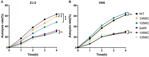 Figure 6 Triton X-100-induced autolysis assay of WT and ΔatlA. Results of cellular autolysis rate of MRSA USA300 treated by ZJ-2 (A) and VAN (B). Each OD point presented is the average values of three tests. ***P < 0.001, when compared with the control.