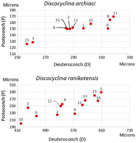 Figure 14. Distribution of mean P (protoconch) and D (deuteroconch) values of D. archiaci and D. ranikotensis populations from Patala Formation in Thal area. The numbers denote sample numbers.