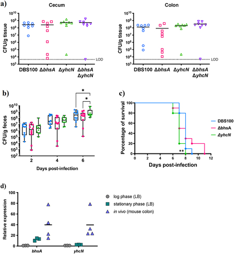 Figure 5. Role of bhsA and yhcN in C. rodentium infection of the mouse gut. (a) Enumeration of C. rodentium colonizing the cecum and colon of C57BL/6 mice, 6 days post-infection. Each group represents the mean and standard deviation of N = 8 mice. LOD, limit of detection. (b) Fecal shedding of C. rodentium throughout the course of infection of C3H/HeJ mice. Minimum and maximum values are represented by short vertical lines of whiskers; the box signifies the upper and lower quartiles, and the short line within the box signifies the median. N = 10 mice per strain.   (c) Survival of C3H/HeJ mice infected with wild-type and mutant strains of C. rodentium. Mice were monitored daily and euthanized upon reaching the humane endpoint. **, p < 0.01, Mantel– Cox test.   (d) RT-qPCR analysis of expression of C. rodentium bhsA and yhcN during growth in vitro (in log phase or stationary phase, both in LB medium) or in vivo (in the distal colon of C57BL/6 mice, 9 days post-infection). Horizontal lines represent the mean of N = 3 replicate in vitro cultures or N = 4 mice.