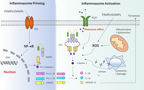 Figure 1. The composition and activation of the NLRP3 inflammasome involve two main signals. In the priming signal, Toll-like receptors (TLRs) recognise pathogen-associated molecular patterns (PAMPs) and damage-associated molecular patterns (DAMPs), leading to the activation of the NF-κB pathway. This activation results in the increased expression of various components associated with the inflammasome. In the activation signal, the NLRP3 inflammasome is triggered by factors such as lysosomal damage, reactive oxygen species (ROS), and potassium efflux. Once activated, the inflammasome activates caspase 1, which then cleaves pro-IL-1β and pro-IL-18, generating active IL-1β and IL-18. Additionally, caspase 1 cleaves gasdermin D (GSDMD), and its N-terminal fragment (GSDMD-N) can create pores in the cell membrane, and induce pyroptosis. PAMPs,pathogen-associated molecular patterns; DAMPs,damage-associated molecular patterns; TLR, Toll-like receptor; IL-1β, interleukin-1β; IL-18, interleukin-18; ASC, associated speck-like protein; P2X7, P2X purinoceptor 7; ROS, reactive oxygen species.
