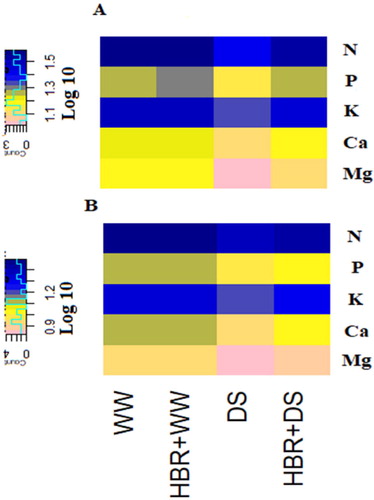 Figure 4. Heat map showing the effects of HBR macro element contents (N, P, K Ca, Mg) in the shoot (A) and root (B) of soybean seedlings under different treatments (WW, HBR +WW, DS, HBR +DS). Logarithmic transformation (log10) values shown in color scale (higher levels are displayed in dark blue, lower levels in pink and intermediate levels in yellow colors).