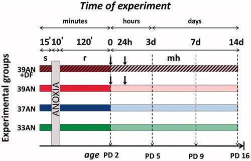 Figure 1. Experimental protocol. Control rats were exposed to atmospheric air throughout the same period under respective thermal conditions. Abbreviations: s - stabilisation period; r - reoxygenation period; Display full size DF or saline injection; mh - continued maternal housing; PD - postnatal day; Display full size analysis of oxidative stress.